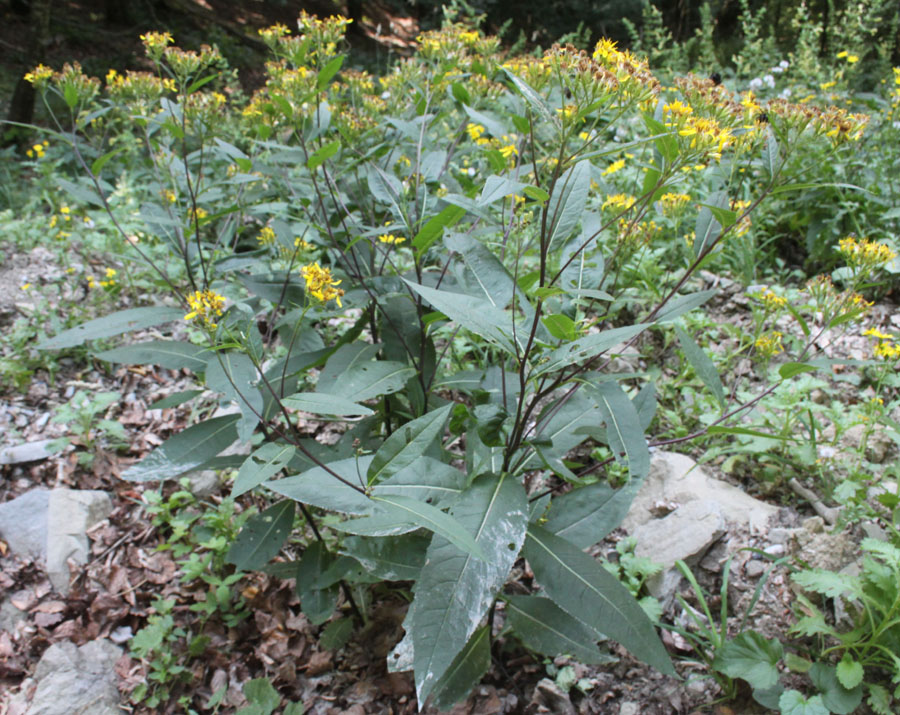 Senecio ovatus